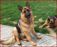 Grasso German Shepherd